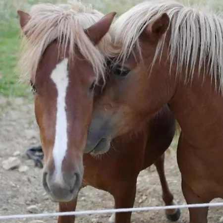 Camping Mobil-home Confortable Avec Terrasse Pour 5 Personnes - Api-1-52-1020 Martiel