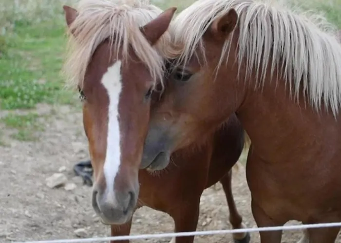 Camping Mobil-home Confortable Avec Terrasse Pour 5 Personnes - Api-1-52-1020 Martiel