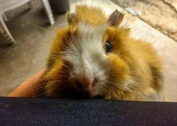 Mobil-home Confortable Avec Terrasse Pour 5 Personnes - Api-1-52-1020 Camping