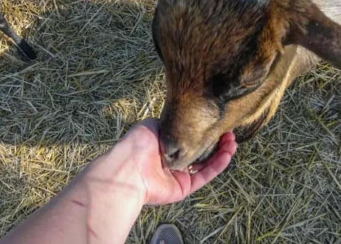 Mobil-home Confortable Avec Terrasse Pour 5 Personnes - Api-1-52-1020 Camping